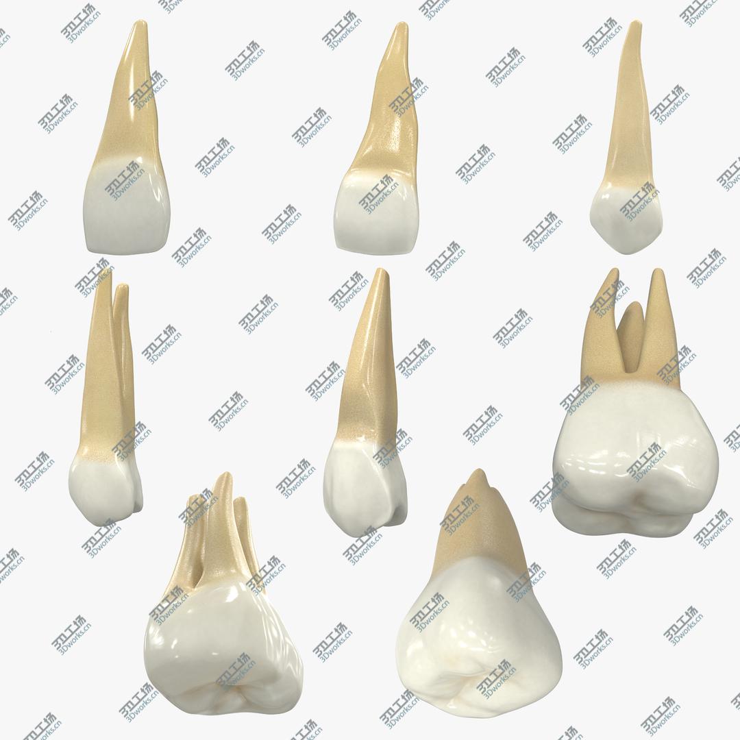 images/goods_img/2021040234/Realistic Human Upper Permanent Teeth Collection 3D model/1.jpg